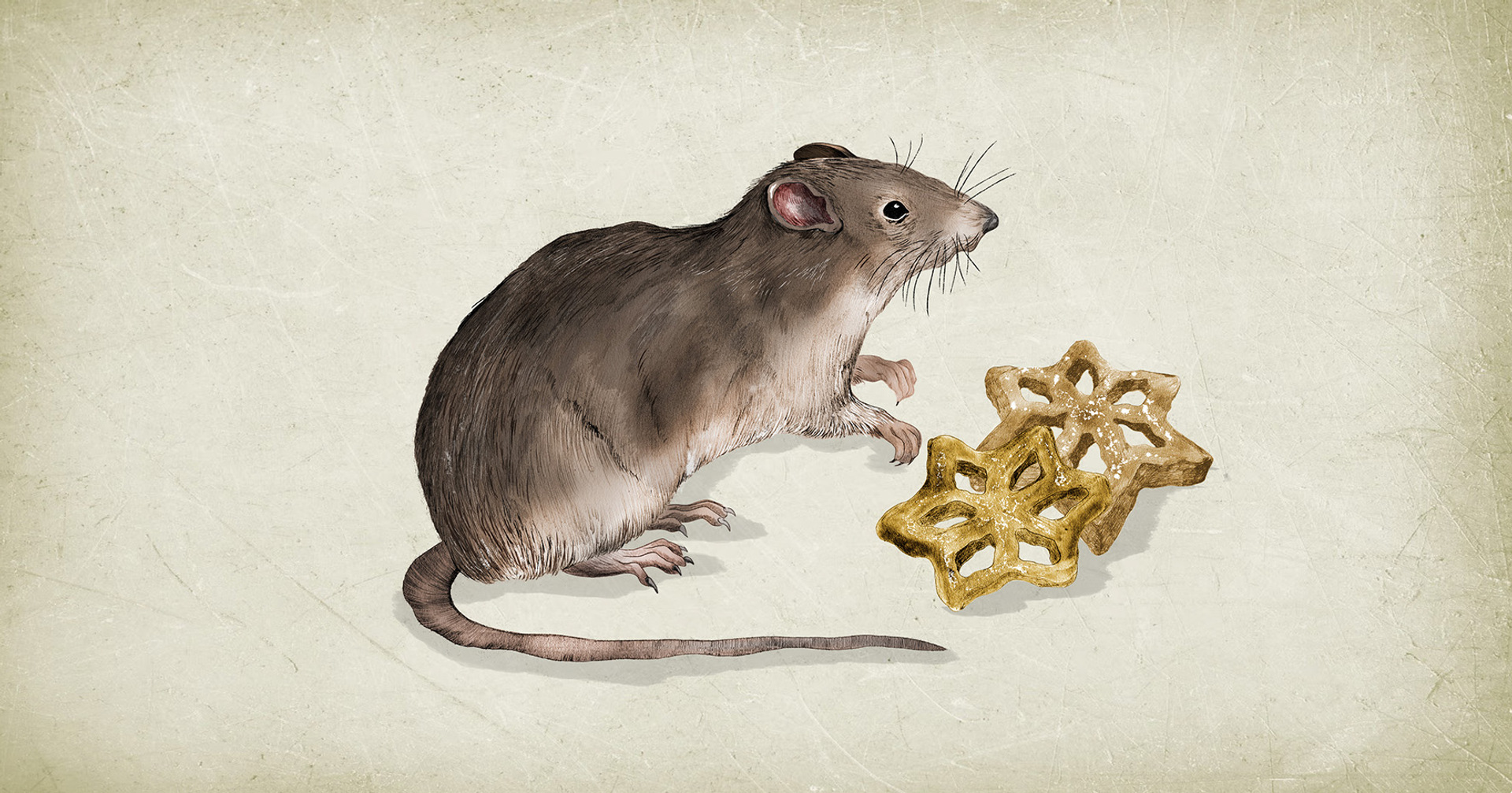 En illustrations som visar en råtta, framför råttan syns två struvor