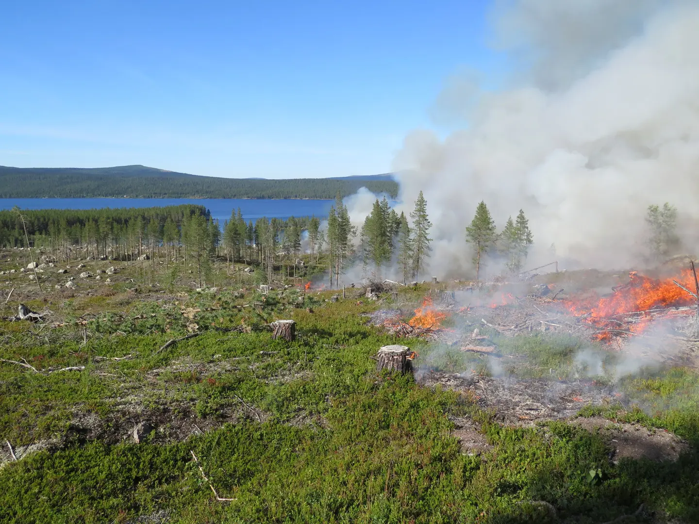 Eld på ett hygge med stubbar med Piteälven i bakgrunden.